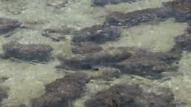 Modern stromatolites in the water — Stock Video
