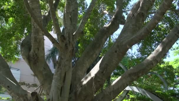 Umkippen vom Baum auf Menschen, die gehen — Stockvideo