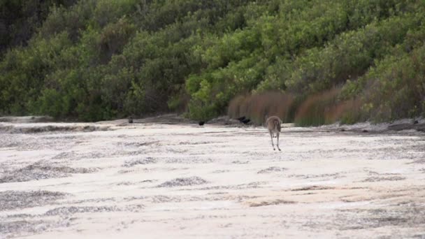 Kangaroo jumping — Stock Video