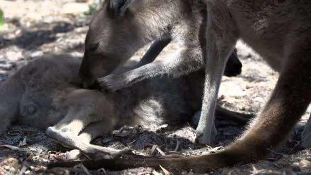 Moeder kangoeroe reiniging van de vacht van haar baby — Stockvideo
