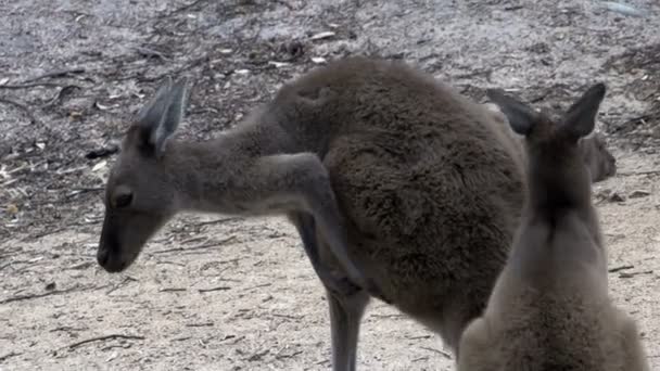 Canguro arañando aquí bolsa — Vídeo de stock