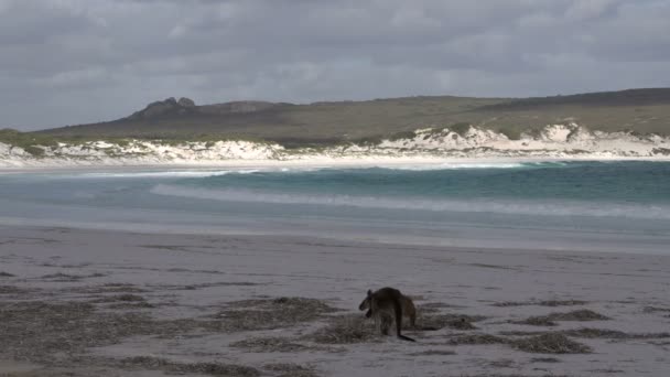 Кенгуру на пляжі — стокове відео