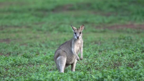 Young Wallaby and mother looking on to the camera in slow motion — Stock Video