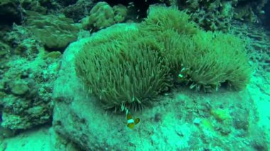 palyaço balığı ya da anemonefish