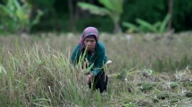 yaşlı bayan saman bir araya getirmek