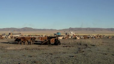 inek, koyun ve keçi önünde bir yurt