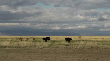 Moğol manzarada yürümeye inekler