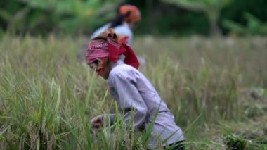 Bayanlar saman koymak birlikte arazi