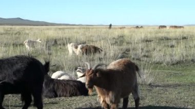 göçebe insanlar atlar ile çalışma