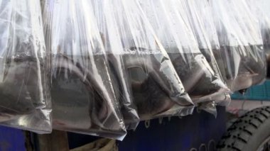 Bir plastik torba içinde balık
