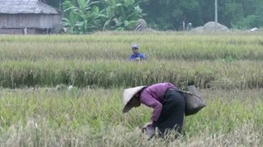 yaşlı kadın Vietnam arazi üzerinde çalışıyor
