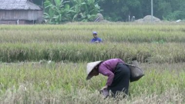 yaşlı kadın Vietnam arazi üzerinde çalışıyor