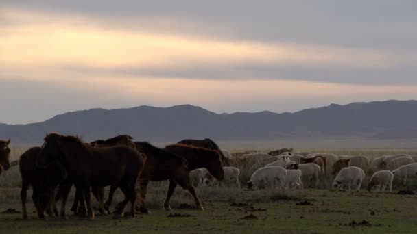 Cavalos entre ovelhas e cabras — Vídeo de Stock