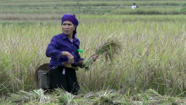 Elderly woman cutting hay — Stock Video