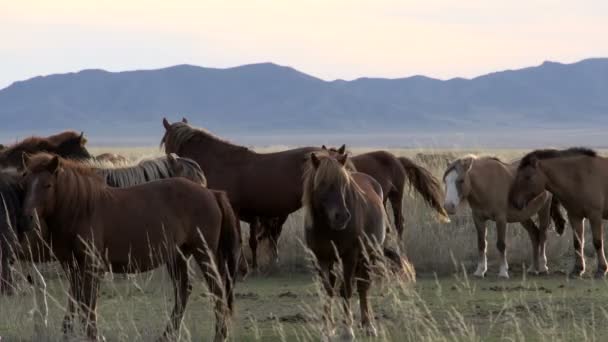 Grupo de caballos — Vídeo de stock