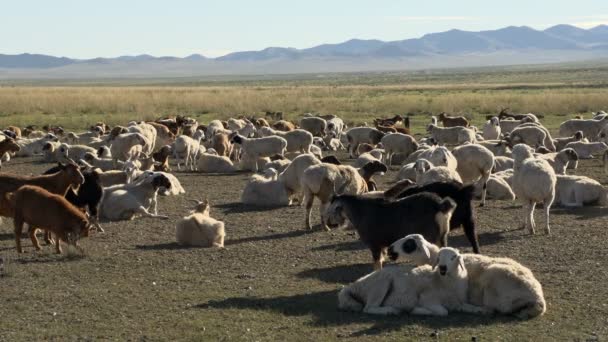 Велика рогата худоба в Монголії — стокове відео