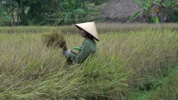Vietnamese woman cutting the hay — Stock Video