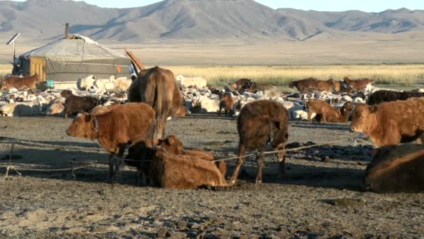 Cows tied together, sheep and goats in front of a Yurt — Stock Video