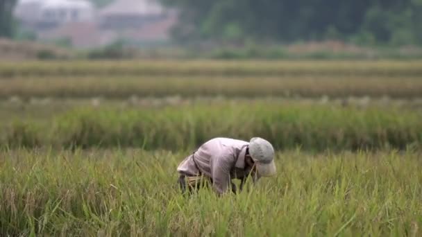 Man working on the land — Stock Video