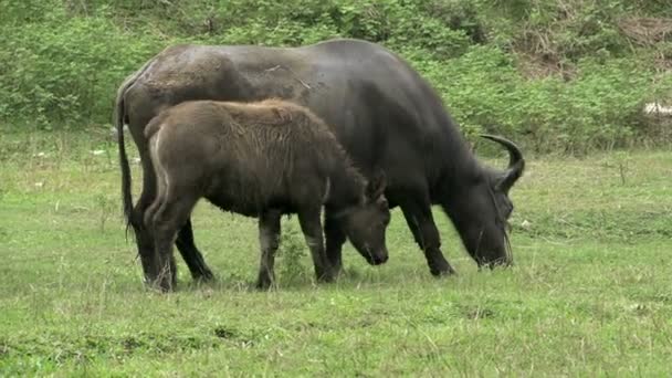 Buffle d'eau avec jeune — Video