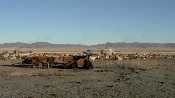 Vacas, ovejas y cabras frente a una yurta — Vídeo de stock