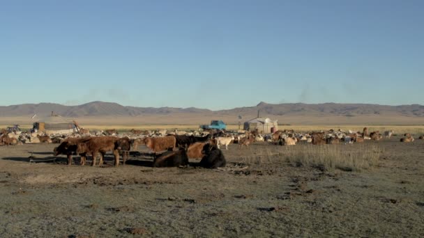 Cows, sheep and goats in front of a Yurt — Stock Video