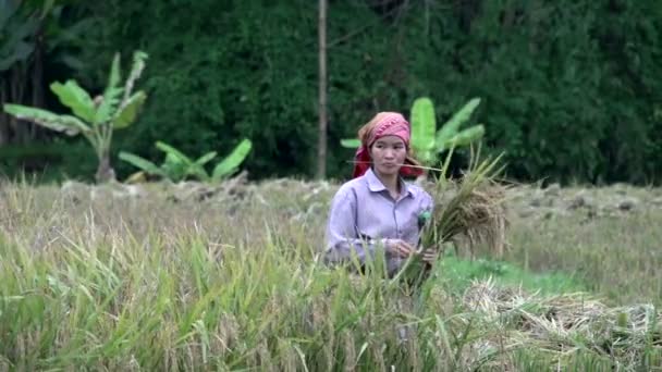 Lady put the hay together — Stock Video