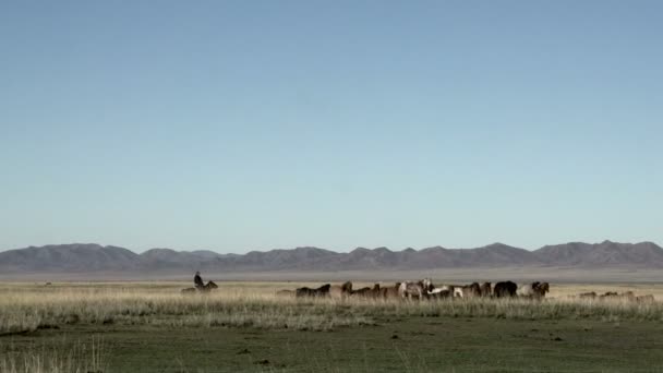 蒙古族游牧驱动器出彼此的马 — 图库视频影像