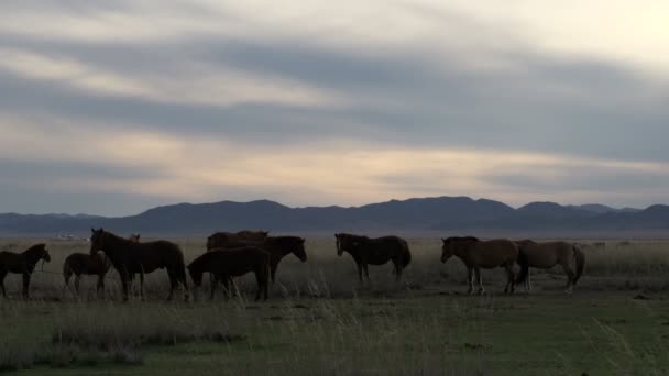 Группа лошадей — стоковое видео