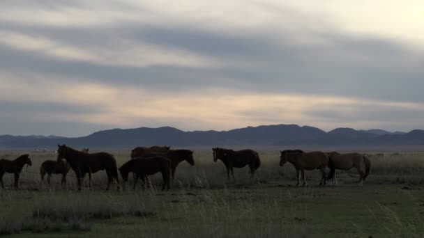 Grupo de caballos — Vídeo de stock