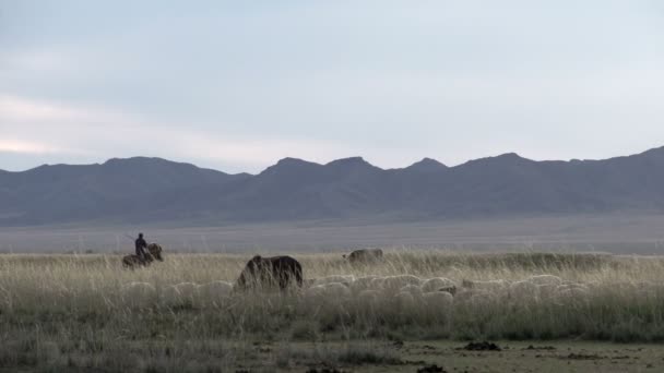 Nomad på en häst i mongoliska — Stockvideo