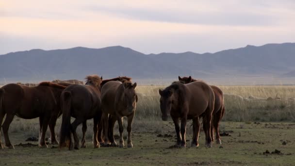 Paarden permanent met geiten en schapen lopen achter hen — Stockvideo