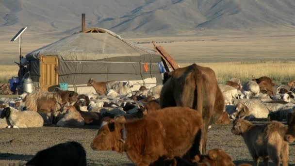Inek, koyun ve keçi önünde bir yurt — Stok video