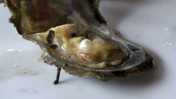 Auster mit einer Perle — Stockvideo