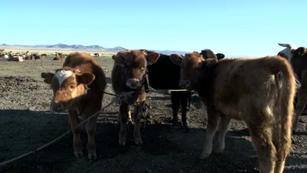 Vacas jóvenes atadas a una cuerda — Vídeo de stock