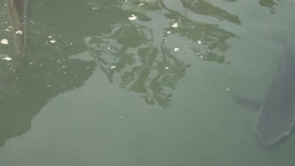 Grand poisson, requin 