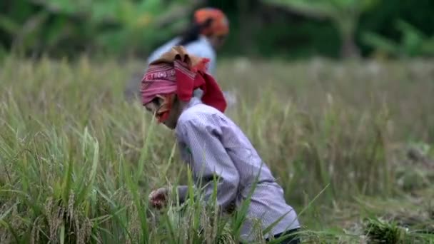 女士们在农场土地整理干草 — 图库视频影像