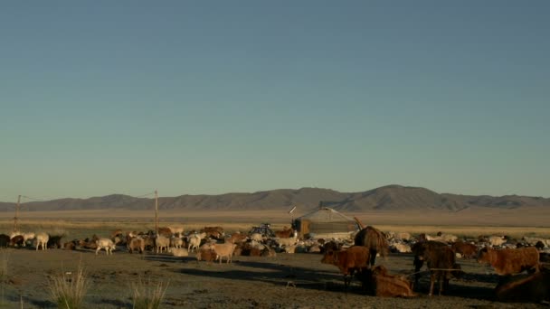 Vacas, ovelhas e cabras na frente de um iurte — Vídeo de Stock