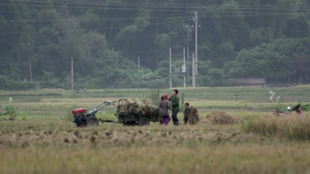 Gente poniendo heno en un tractor — Vídeos de Stock