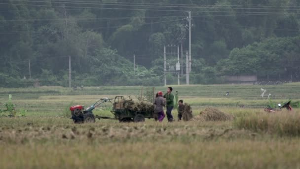 People putting hay on a tractor — Stock Video