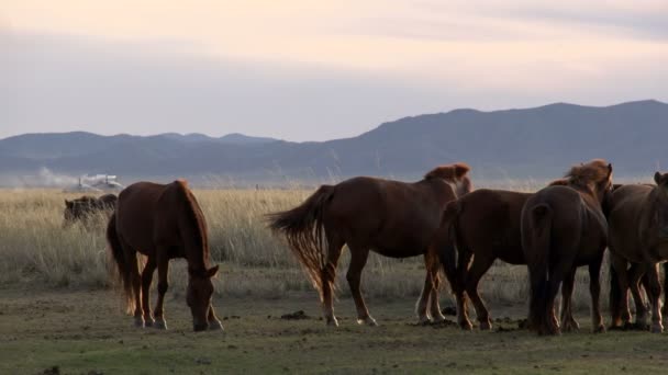 Caballos con una yurta (gers) al fondo — Vídeos de Stock