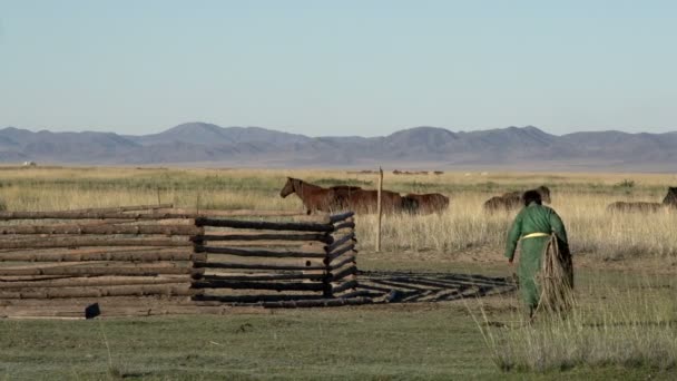 Mongolian woman walk towards horses — Stock Video