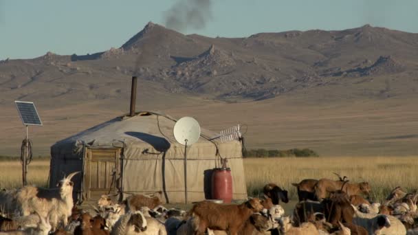 Close up de ovelhas e cabras na frente de um Yurt — Vídeo de Stock