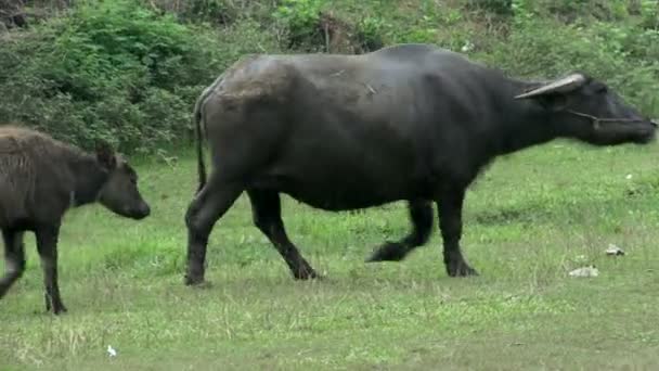 Búfalo de agua con uno joven — Vídeo de stock