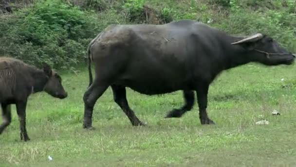 Water buffalo met jonge — Stockvideo