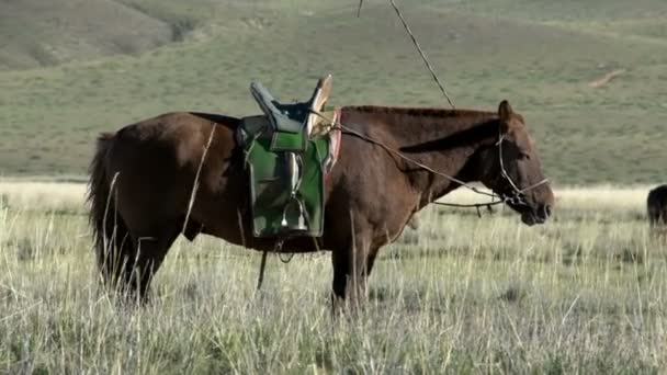 Cheval nomade mongol debout sur le terrain — Video