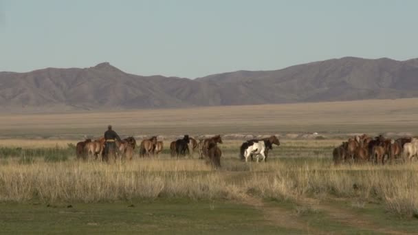 Mongolian Nomad herding horses — Stock Video