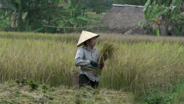 Vietnamese woman cutting hay — Stock Video