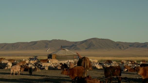 Koeien, schapen en geiten tegenover een yurt (ger) — Stockvideo
