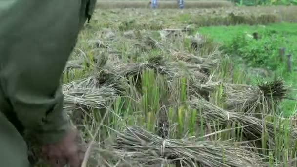 Hands taking the hay from the land — Stock Video